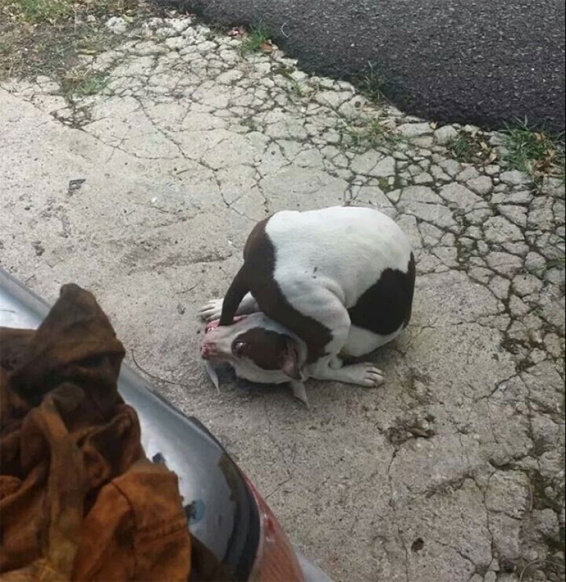 Qué tontos: 20 + fotos divertidas de perros para el estado de ánimo Qué tontos: 20 + fotos divertidas de perros para el estado de ánimo