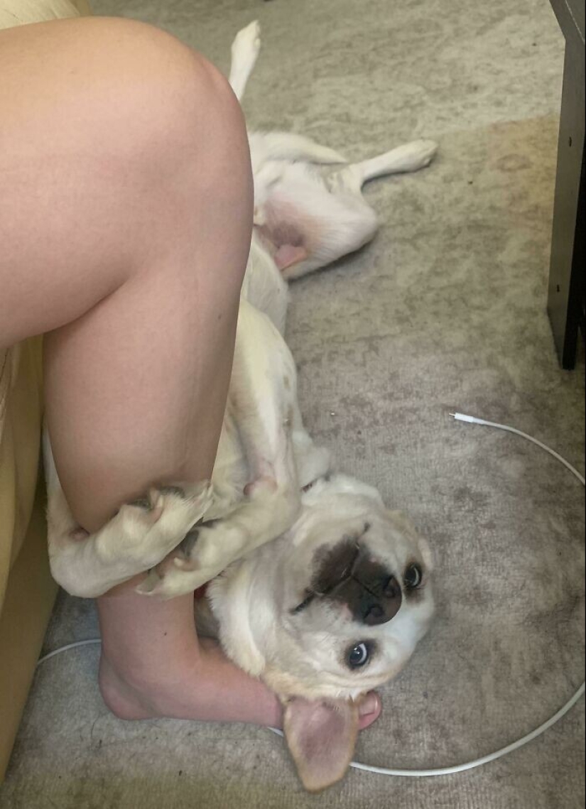 Qué tontos: 20 + fotos divertidas de perros para el estado de ánimo Qué tontos: 20 + fotos divertidas de perros para el estado de ánimo