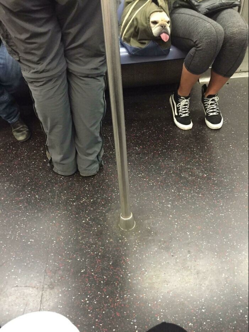 Qué tontos: 20 + fotos divertidas de perros para el estado de ánimo Qué tontos: 20 + fotos divertidas de perros para el estado de ánimo