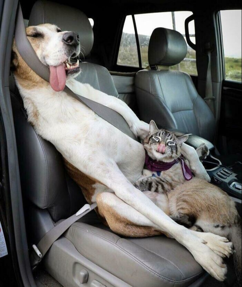 Qué tontos: 20 + fotos divertidas de perros para el estado de ánimo Qué tontos: 20 + fotos divertidas de perros para el estado de ánimo