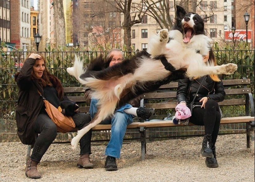 Qué tontos: 20 + fotos divertidas de perros para el estado de ánimo Qué tontos: 20 + fotos divertidas de perros para el estado de ánimo