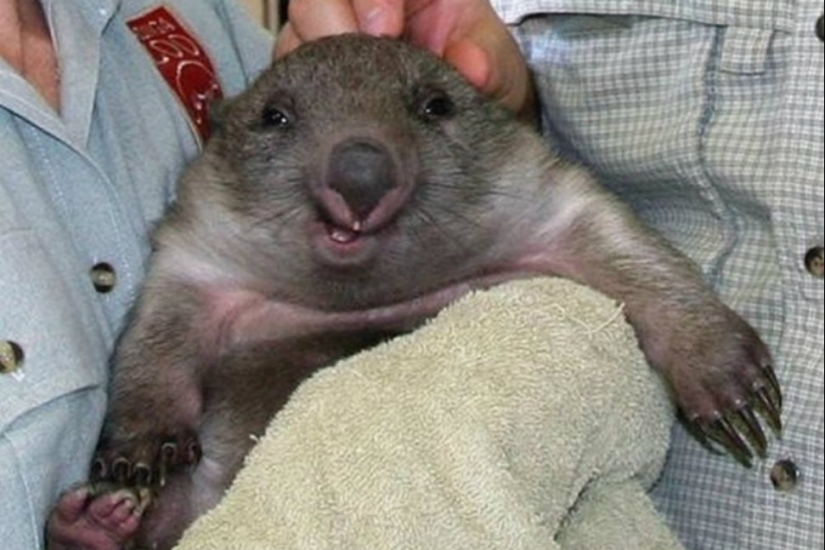 ¿Quién dijo que los animales no pueden sonreír? ¿Quién dijo que los animales no pueden sonreír?