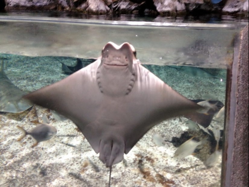 ¿Quién dijo que los animales no pueden sonreír? ¿Quién dijo que los animales no pueden sonreír?