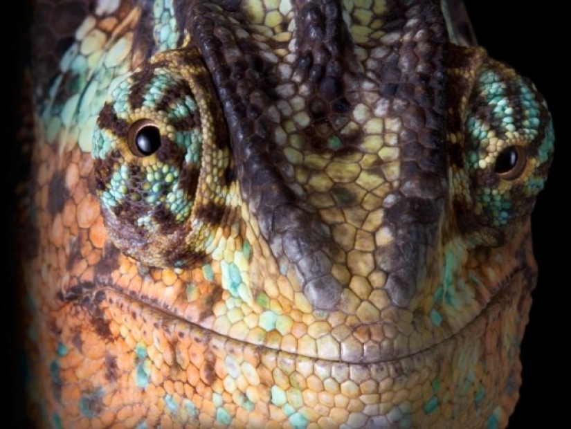 ¿Quién dijo que los animales no pueden sonreír? ¿Quién dijo que los animales no pueden sonreír?