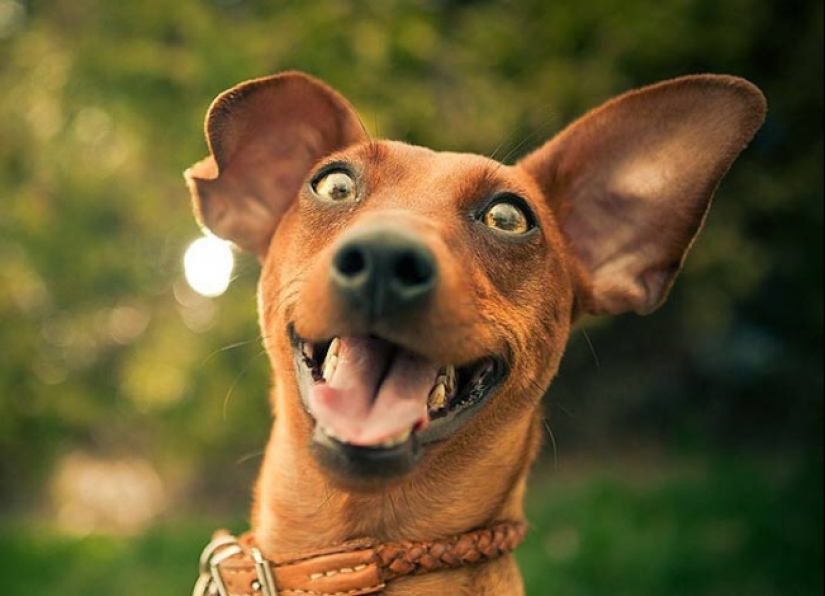 ¿Quién dijo que los animales no pueden sonreír? ¿Quién dijo que los animales no pueden sonreír?