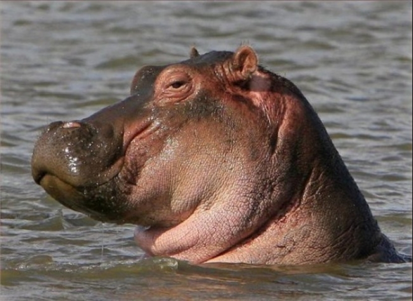 ¿Quién dijo que los animales no pueden sonreír? ¿Quién dijo que los animales no pueden sonreír?