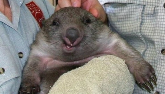 ¿Quién dijo que los animales no pueden sonreír?