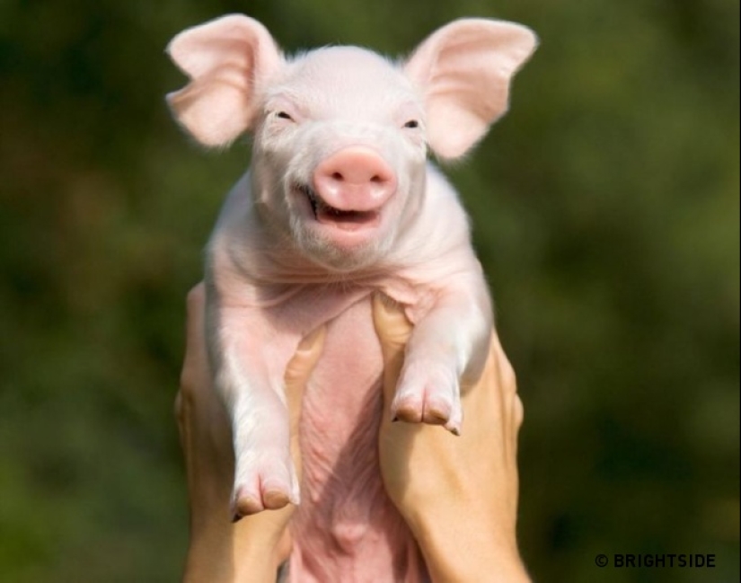 ¿Quién dijo que los animales no pueden sonreír? ¿Quién dijo que los animales no pueden sonreír?