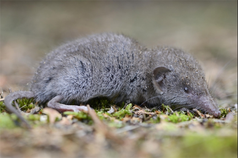 ¿Quién es Chuchundra o cómo los traductores de Kipling cometieron un error?