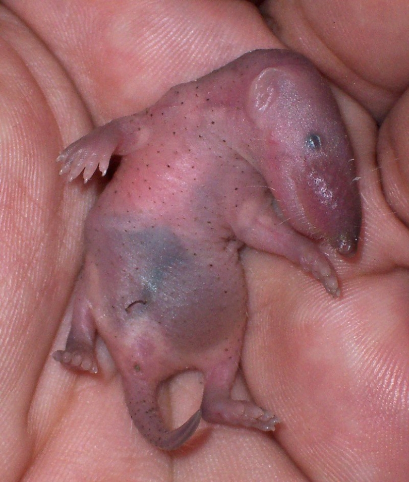 ¿Quién es Chuchundra o cómo los traductores de Kipling cometieron un error?