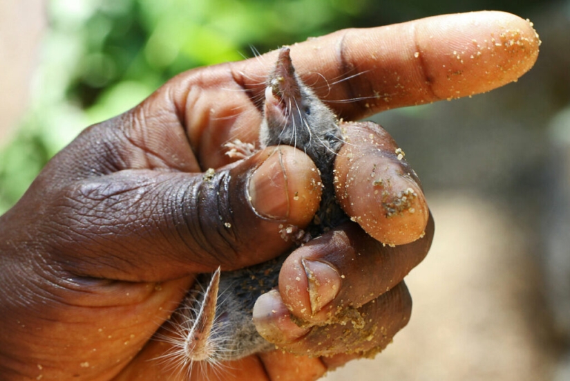 ¿Quién es Chuchundra o cómo los traductores de Kipling cometieron un error?