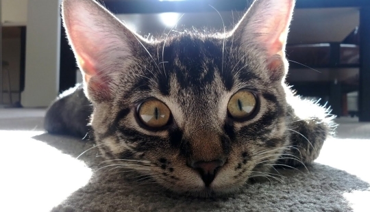 Quiero reir? A continuación, asegúrese de echar un vistazo a estos angelitos Quiero reir? A continuación, asegúrese de echar un vistazo a estos angelitos