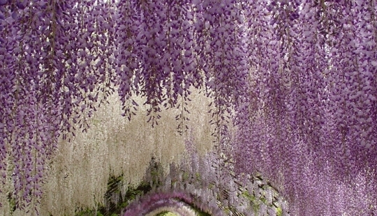 Racimos de glicinas de "uva"