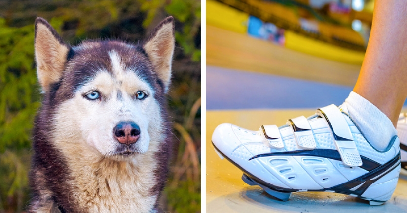 Ratas, minas, tuberculosis y otras cosas impredecibles relacionadas entre sí Ratas, minas, tuberculosis y otras cosas impredecibles relacionadas entre sí