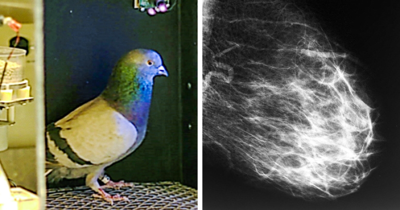 Ratas, minas, tuberculosis y otras cosas impredecibles relacionadas entre sí Ratas, minas, tuberculosis y otras cosas impredecibles relacionadas entre sí