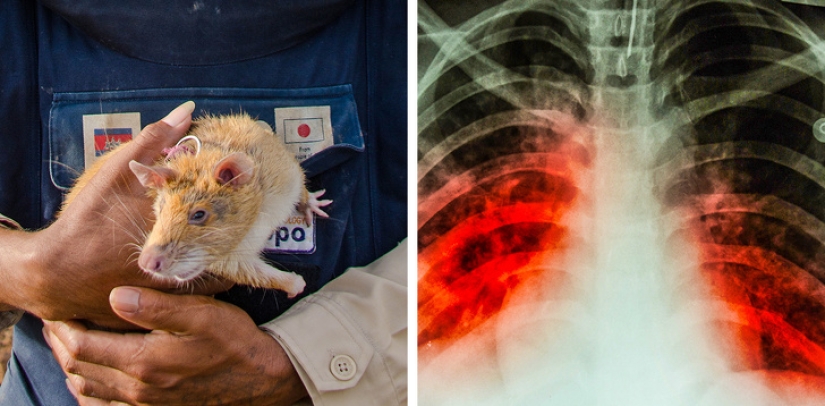 Ratas, minas, tuberculosis y otras cosas impredecibles relacionadas entre sí Ratas, minas, tuberculosis y otras cosas impredecibles relacionadas entre sí