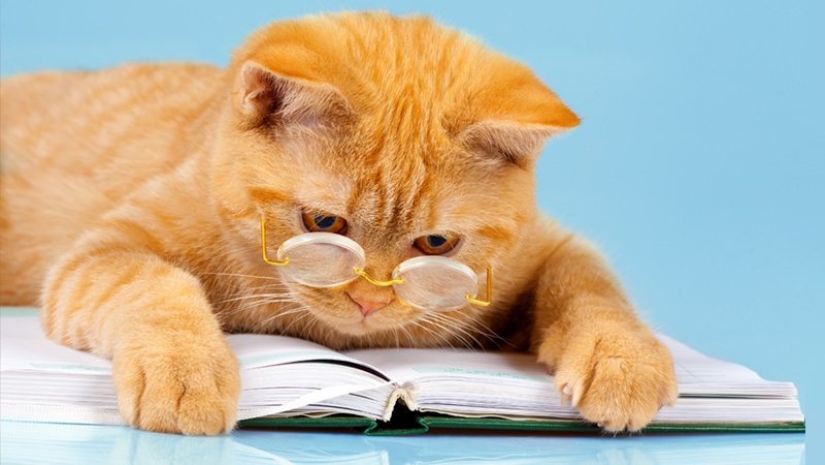 Rating of the most intelligent animals