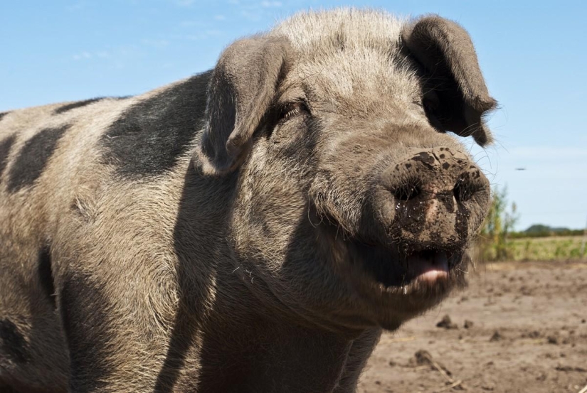 Rating of the most intelligent animals