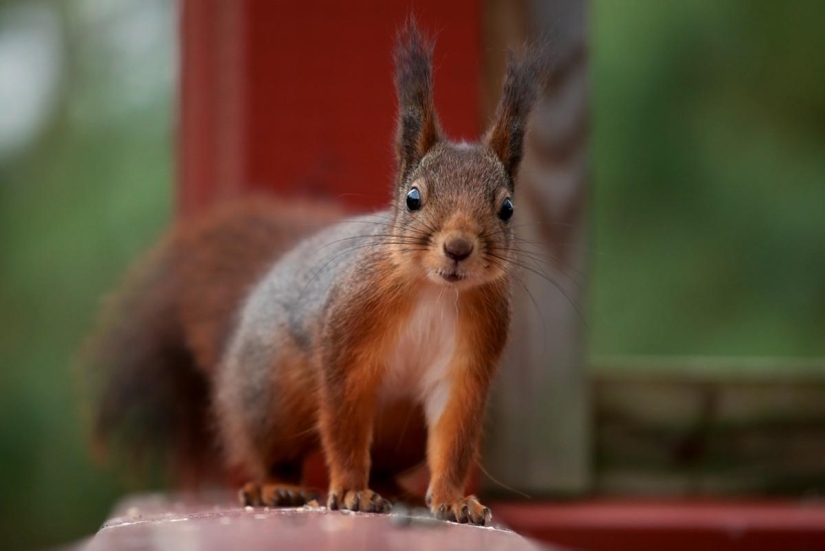 Rating of the most intelligent animals