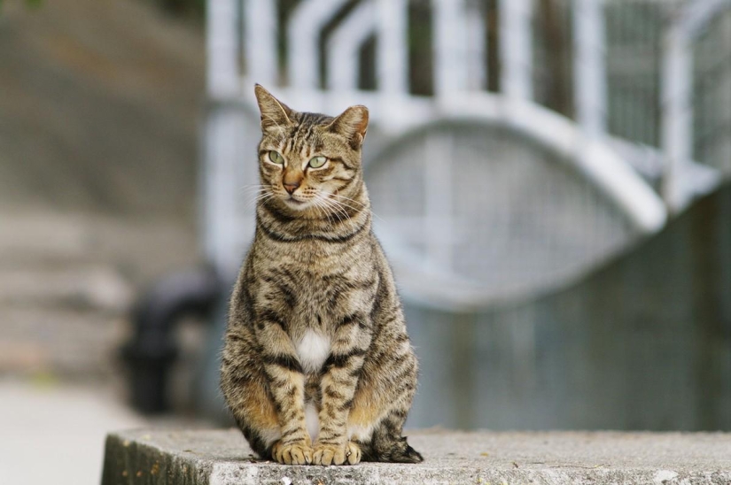 Rating of the most intelligent animals