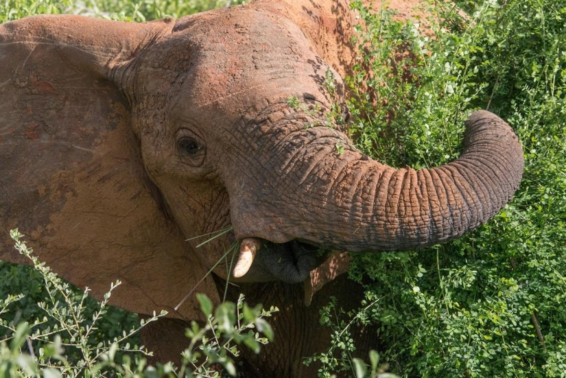 Rating of the most intelligent animals