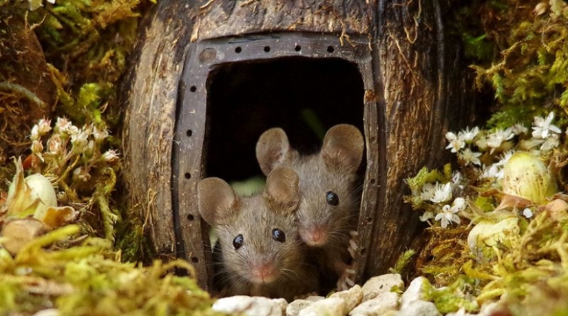 Ratón pueblo fotógrafo Británico Simon Dell Ratón pueblo fotógrafo Británico Simon Dell