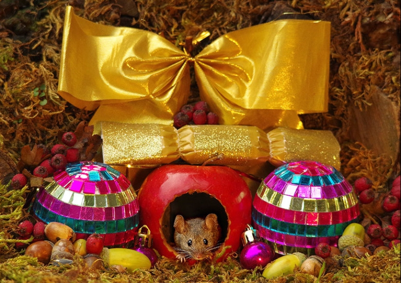 Ratón pueblo fotógrafo Británico Simon Dell Ratón pueblo fotógrafo Británico Simon Dell