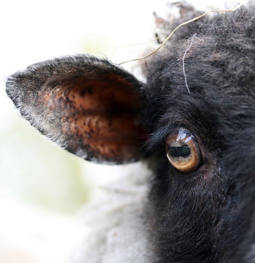 Recetas para la resaca de todo el mundo Recetas para la resaca de todo el mundo