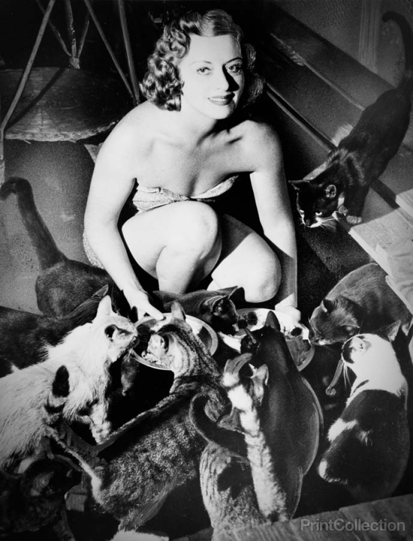 Retro photos of animals Retro photos of animals