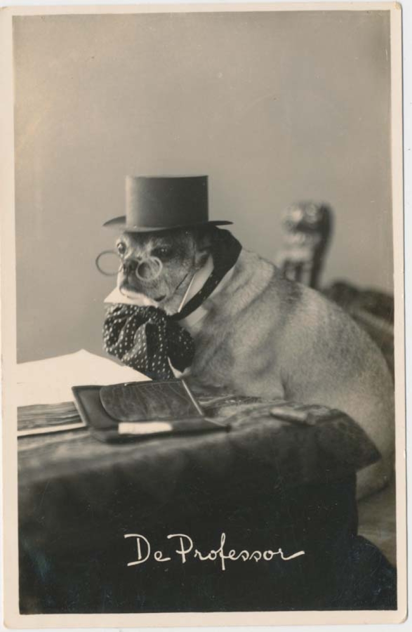 Retro photos of animals Retro photos of animals