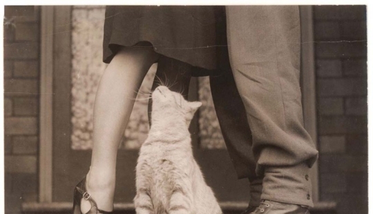 Retro photos of animals