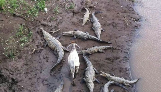 Rooks have become impudent: animals who don't care about the lantern