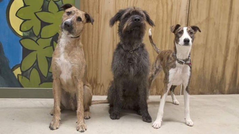 "Russia is outside the law. The bombing will begin in 5 minutes": this and other Reagan jokes "Russia is outside the law. The bombing will begin in 5 minutes": this and other Reagan jokes