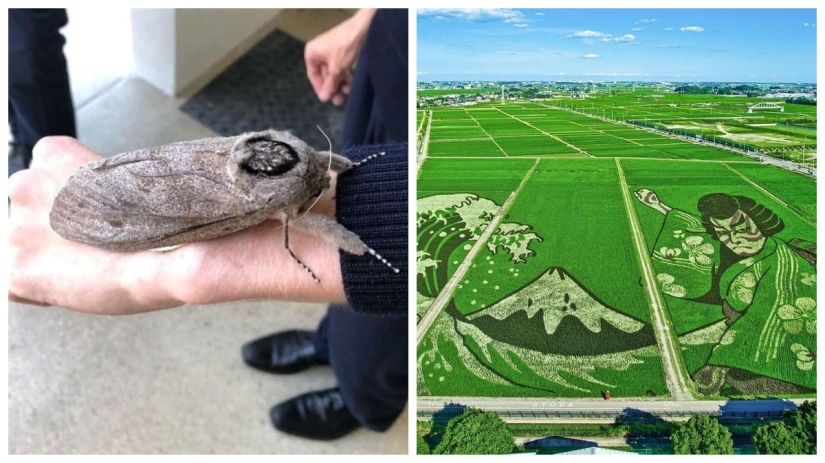 Sí, realmente existe! 22 fotos de fenómenos sorprendentes y cosas Sí, realmente existe! 22 fotos de fenómenos sorprendentes y cosas