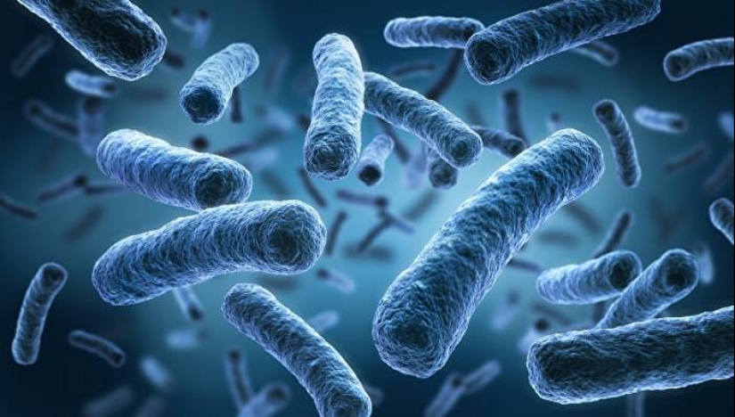 Scientists claim that bacteria from our intestines and help us to think