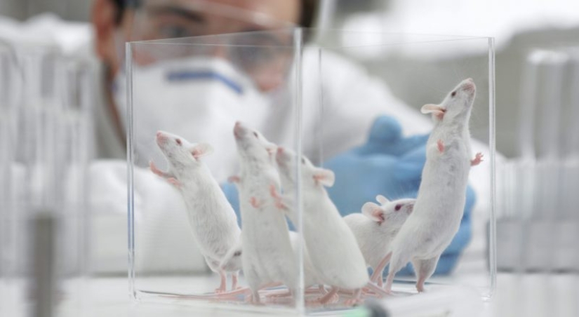 Scientists claim that bacteria from our intestines and help us to think