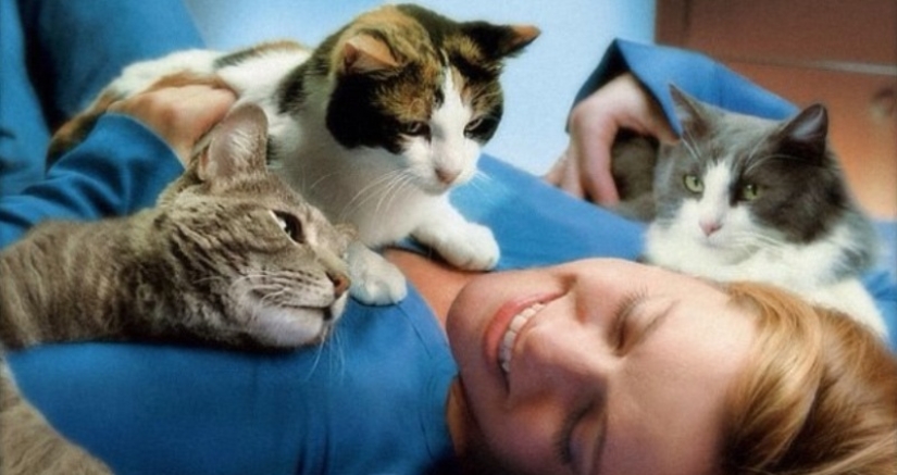 Scientists have learned that cats remember each other's nicknames, but are indifferent to their owners