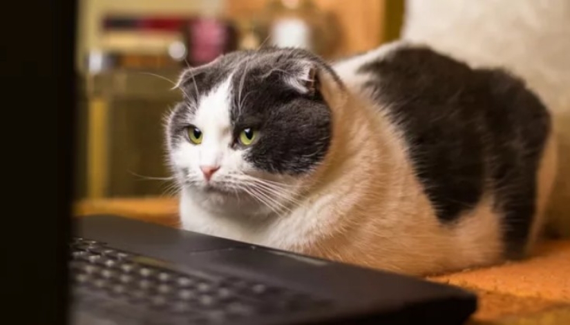 Scientists have learned that cats remember each other's nicknames, but are indifferent to their owners