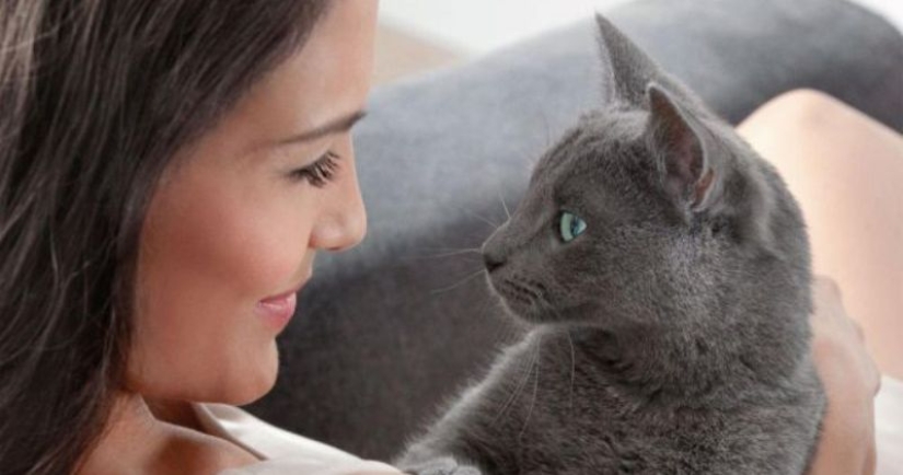 Scientists have told about a secret way to establish contact with a cat Scientists have told about a secret way to establish contact with a cat