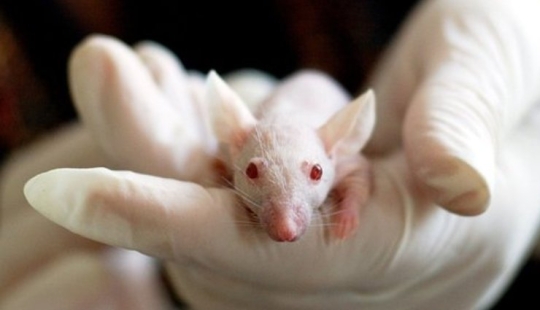 Scientists have told what happens to the psyche after drinking