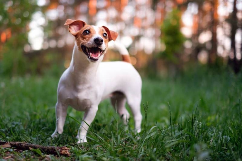 Scientists told which dog breeds live longer Scientists told which dog breeds live longer