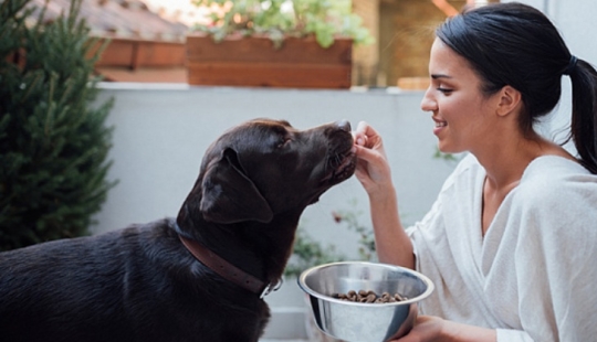 Scientists told which dog breeds live longer