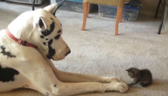 Ser amigos como un gato con un perro Ser amigos como un gato con un perro