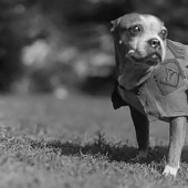 Sergeant Stubby — heroic dog of the First World War
