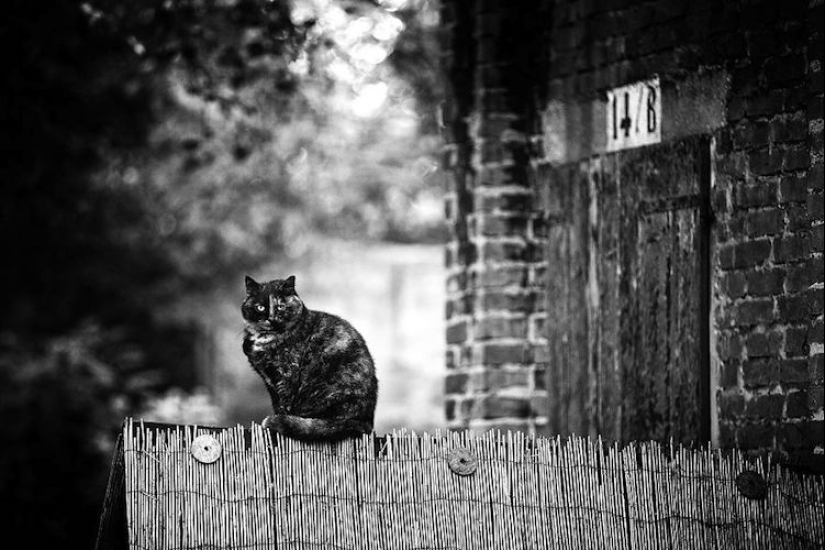 Sin el gato, y la vida no es la misma: equilibrado gatos acróbatas demostrar las maravillas de equilibrio Sin el gato, y la vida no es la misma: equilibrado gatos acróbatas demostrar las maravillas de equilibrio