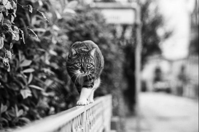 Sin el gato, y la vida no es la misma: equilibrado gatos acróbatas demostrar las maravillas de equilibrio Sin el gato, y la vida no es la misma: equilibrado gatos acróbatas demostrar las maravillas de equilibrio