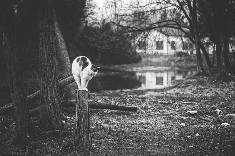 Sin el gato, y la vida no es la misma: equilibrado gatos acróbatas demostrar las maravillas de equilibrio Sin el gato, y la vida no es la misma: equilibrado gatos acróbatas demostrar las maravillas de equilibrio