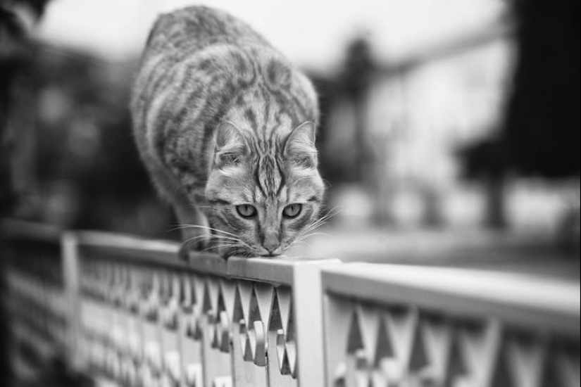 Sin el gato, y la vida no es la misma: equilibrado gatos acróbatas demostrar las maravillas de equilibrio Sin el gato, y la vida no es la misma: equilibrado gatos acróbatas demostrar las maravillas de equilibrio