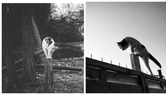 Sin el gato, y la vida no es la misma: equilibrado gatos acróbatas demostrar las maravillas de equilibrio