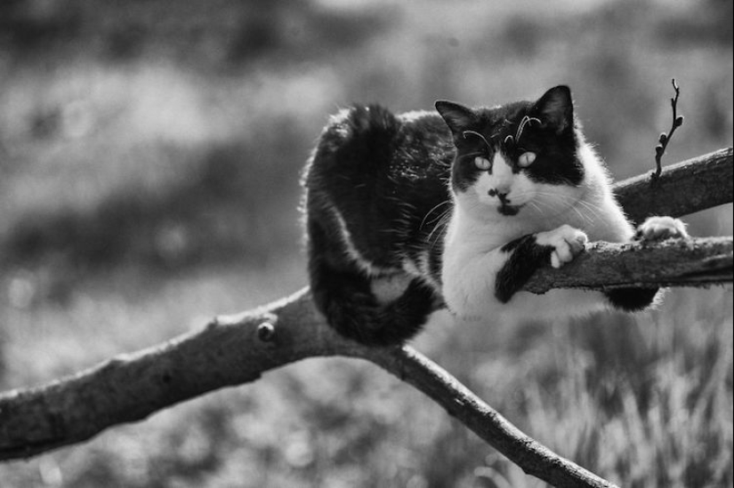 Sin el gato, y la vida no es la misma: equilibrado gatos acróbatas demostrar las maravillas de equilibrio Sin el gato, y la vida no es la misma: equilibrado gatos acróbatas demostrar las maravillas de equilibrio
